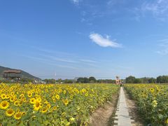 -苏州太湖西山岛开心农场