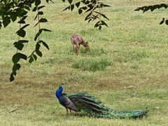 -北京麋鹿生态实验中心