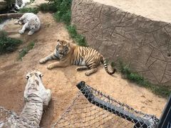 -大连森林动物园