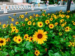 -狮虎桥路