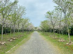 -上海海湾国家森林公园