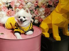 -百好乐宠物友好餐厅(朝外大街店)