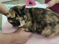 -北京观赏动物医院·24小时大型综合·猫专科·异宠专科