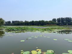 -白洋淀景区