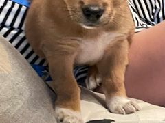 -汪喵宠物医院·骨科心脏影像·犬猫急重症ICU诊疗中心(成华分院)