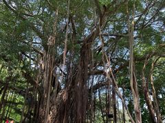 -西湖公园(鼓楼区)