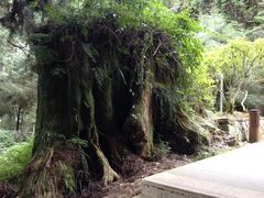 -阿里山神木遗迹