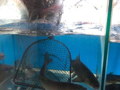 -鲜椒鱼·雅安地标性美食