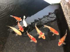 -广州从化都喜泰丽度假温泉酒店