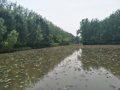 -合肥滨湖国家森林公园