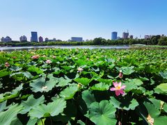 -莲花池公园