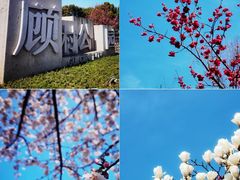 -顾村公园