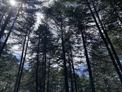 -芦芽山旅游度假区