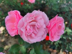 -大兴滨河森林公园