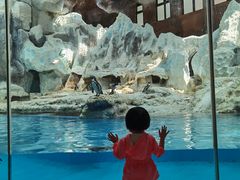 -帝企鹅自助餐厅•儿童岛•真企鹅(长隆企鹅酒店)