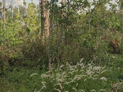 -华侨城湿地公园