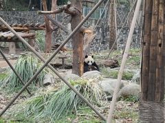 -都江堰中华大熊猫苑