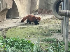 -成都动物园