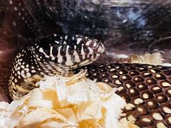 -酷以爬仙阁实体爬宠店·守宫·蜥蜴·专业繁育