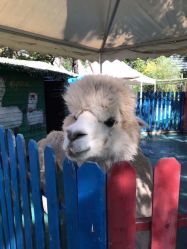 -萌宠亲子动物乐园(槐房万达店)