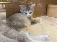 -悠尼宠物·独立低压伊珊娜洗护·美容·寄养(兰谷路店)