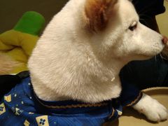 -逗柴咖啡屋·狗咖猫咖宠物桌游