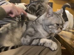 -猫猫幼稚园·撸猫·桌游·电玩