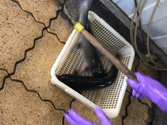 -金海椒罐罐鲢鱼(东方桂苑店)