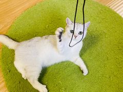 -猫和宫(六道口店)