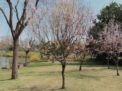 -上海滨江森林公园