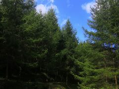 -武陵山森林公园