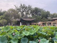 -莲湖公园