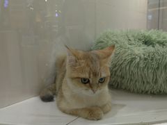 -1013 PET SHOP精品宠物商店(丁香店)