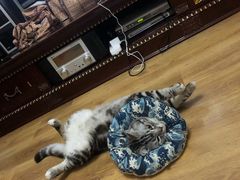 -达爱动物医院·犬猫分区·CT·复杂眼科(远洋山水分院)