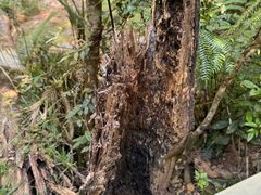 -热带雨林自然公园