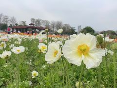-厦门园林博览苑