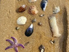 -巧克力渔家.小船海鲜胶东菜(万平口店)