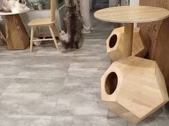 -楼上猫咖(罗湖店)