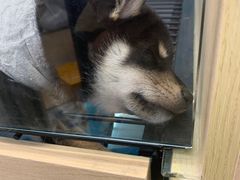 -袖虎·猫馆(体育西路店)