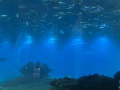 -海棠湾洲际-涛·海底餐厅·美人鱼·自助餐·海底隧道