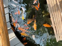 -上海大自然野生昆虫馆(东方明珠·爬宠昆虫探索中心)
