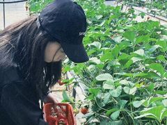 -甜心庄园·甜心草莓采摘园(西青中北店)