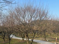 -香雪海