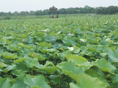 -梁鸿国家湿地公园