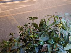 -福米小馆