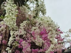 -深圳国际园林花卉博览园