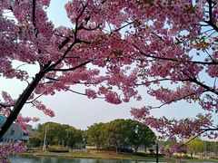 -新江湾城公园