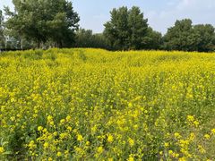 -长白岛森林公园