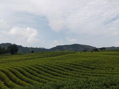 -帐篷客·溪龙茶谷度假酒店