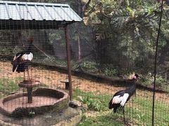 -吉隆坡雀鸟公园